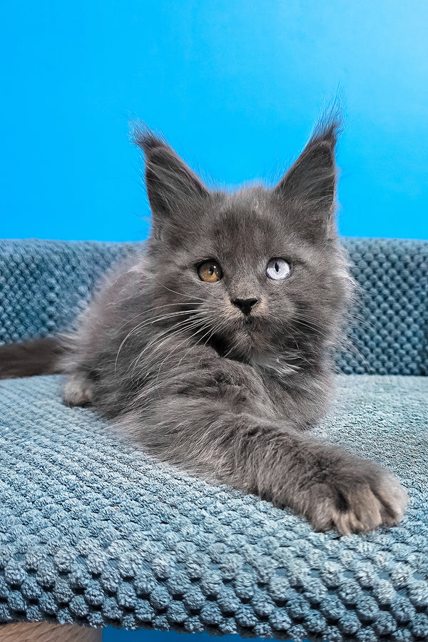 Unice | Maine Coon Kitten