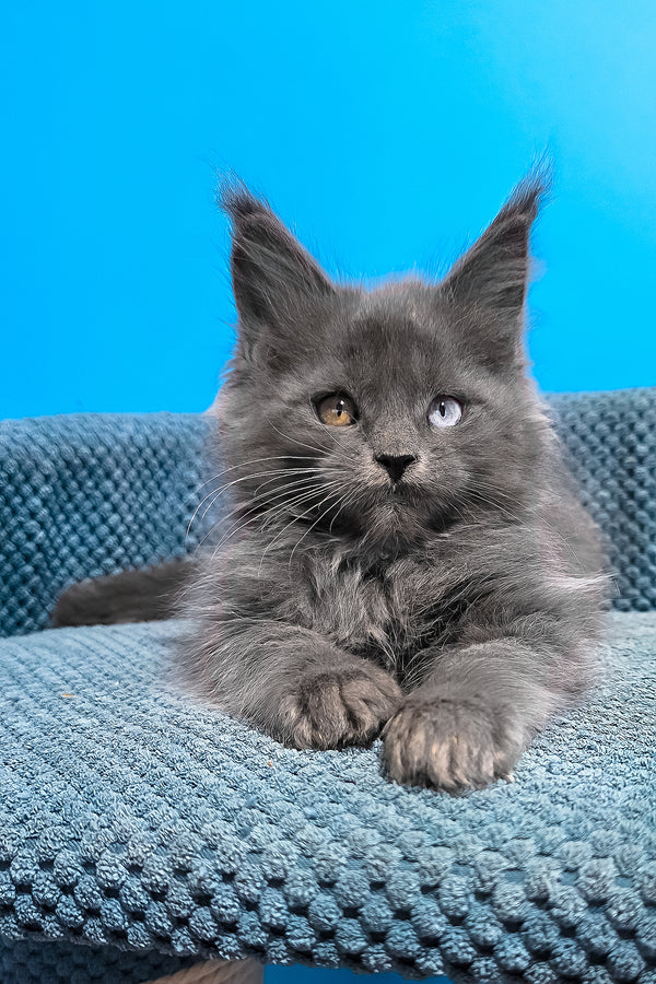 Unice | Maine Coon Kitten