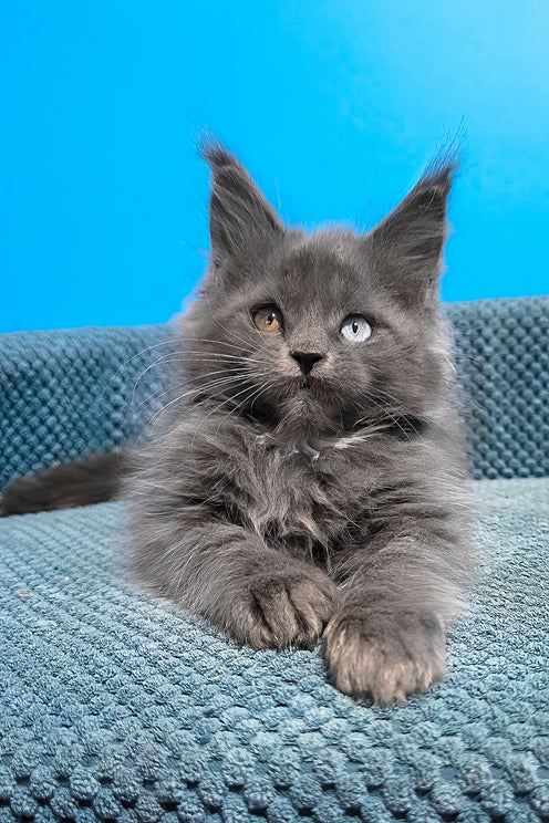 Unice | Maine Coon Kitten