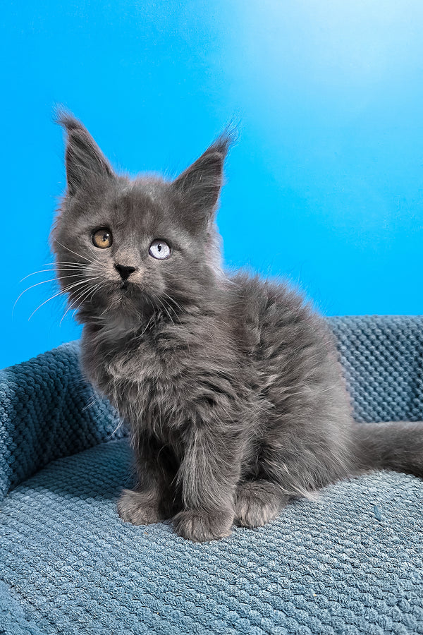 Unice | Maine Coon Kitten
