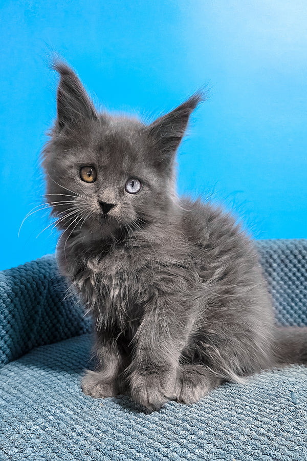 Unice | Maine Coon Kitten