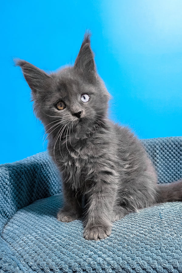 Unice | Maine Coon Kitten