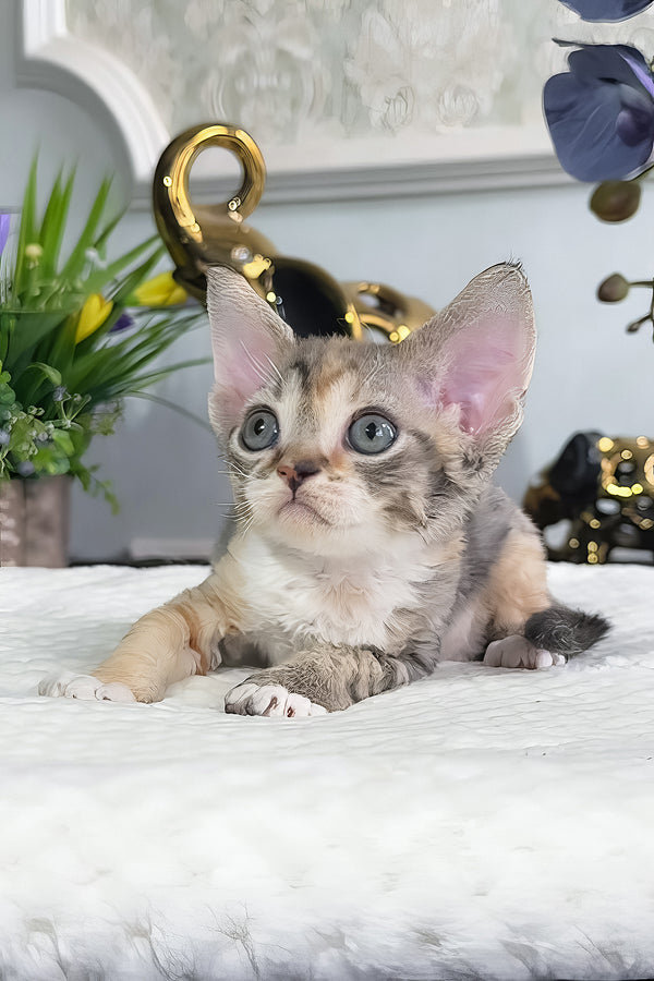 Una | Devon Rex Kitten