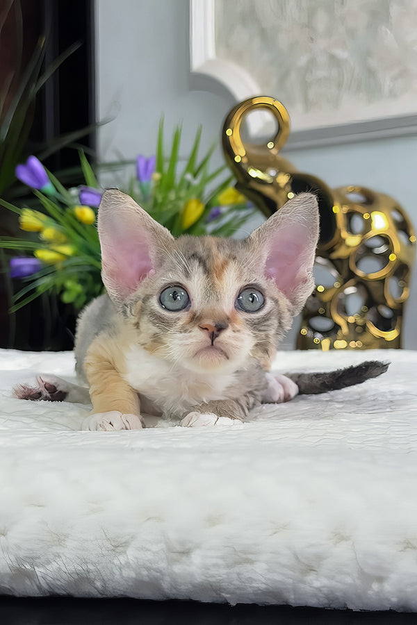 Una | Devon Rex Kitten