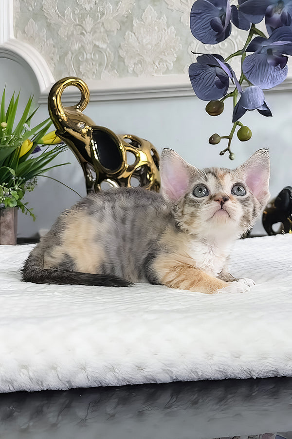 Una | Devon Rex Kitten