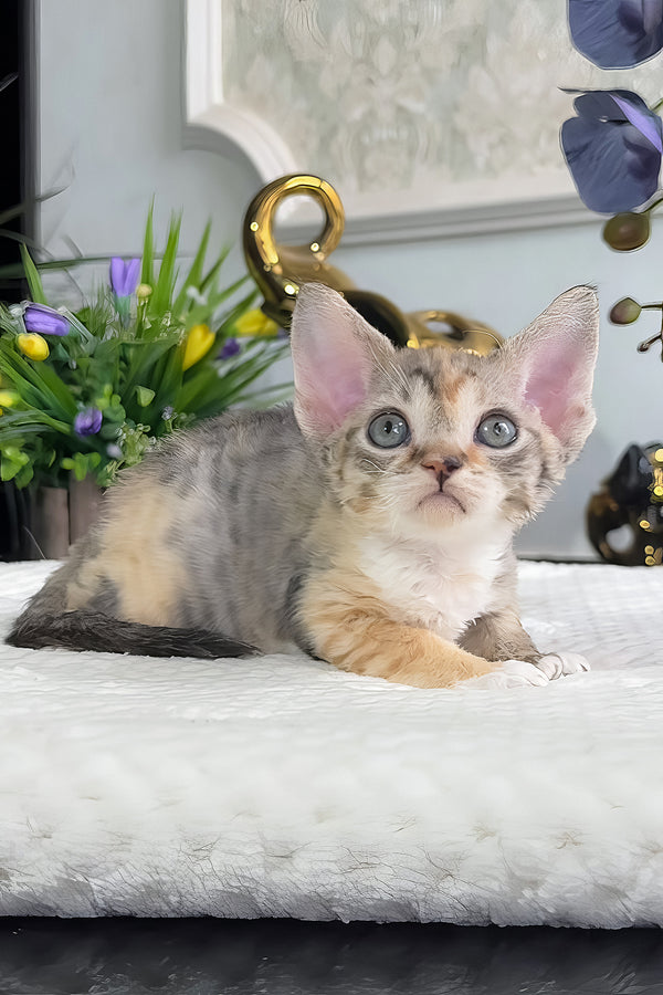 Una | Devon Rex Kitten