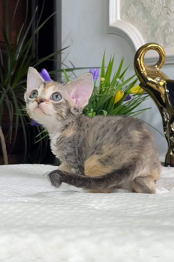 Una | Devon Rex Kitten