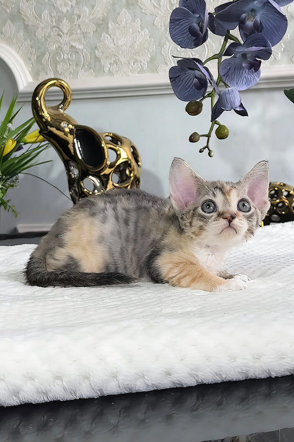 Una | Devon Rex Kitten