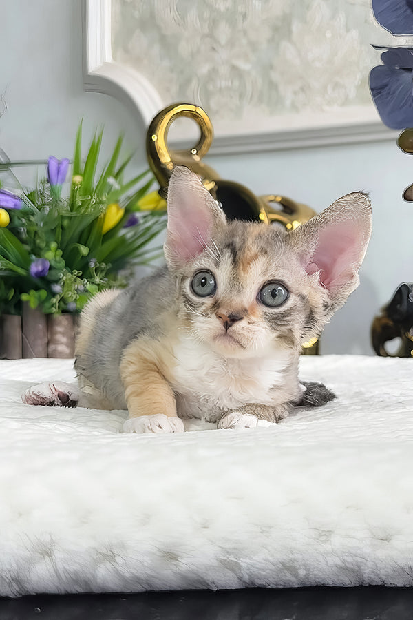 Una | Devon Rex Kitten