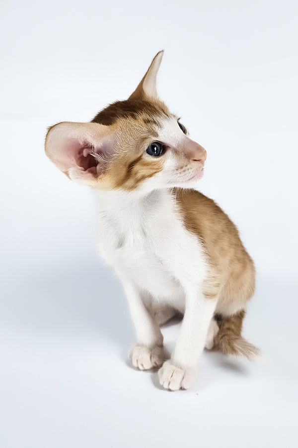 Unik | Oriental Shorthair Kitten