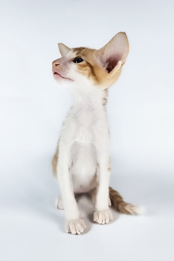 Unik | Oriental Shorthair Kitten