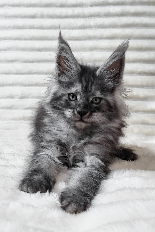 Uno | Maine Coon Kitten