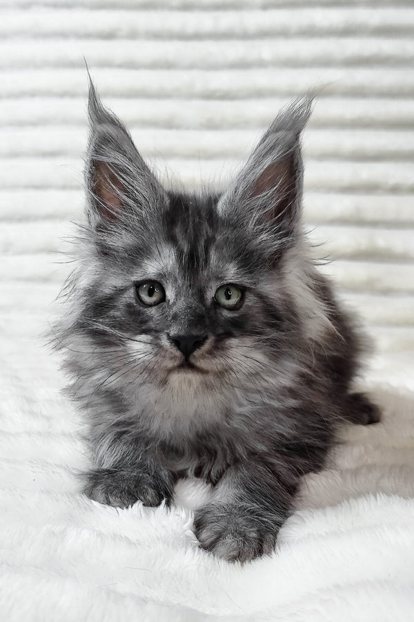 Uno | Maine Coon Kitten