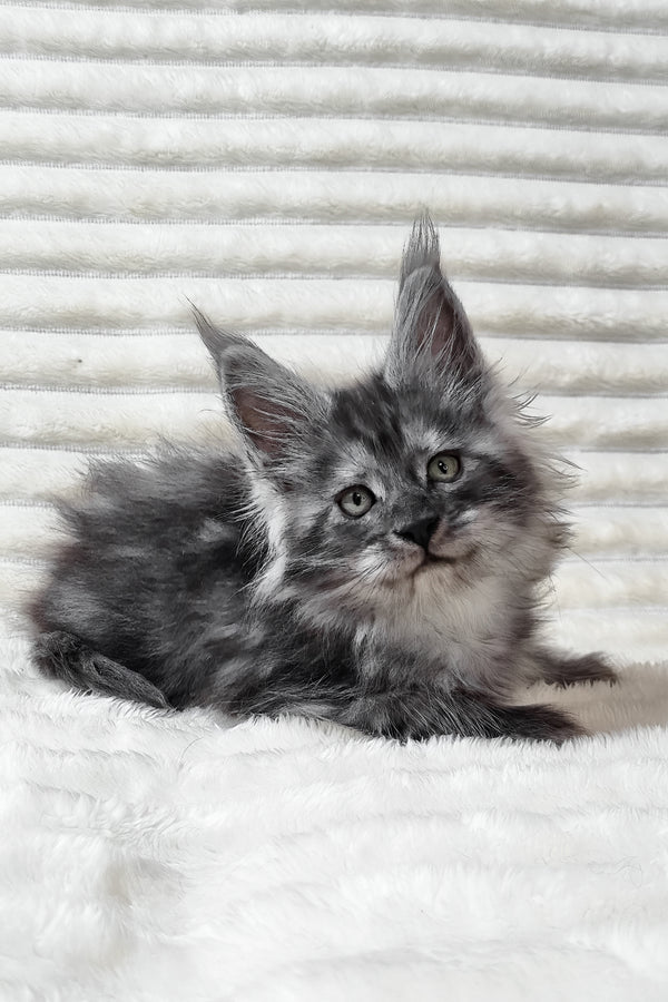 Uno | Maine Coon Kitten