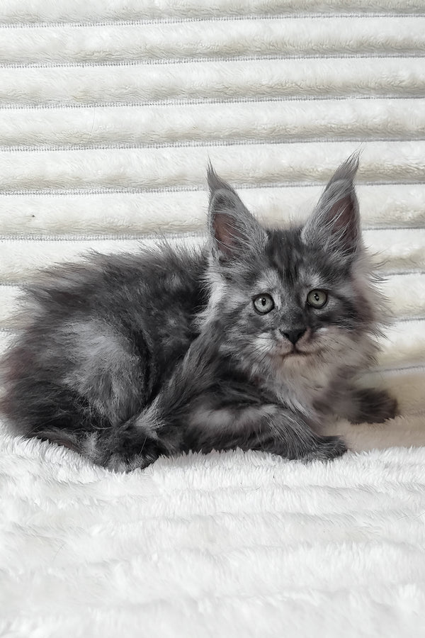 Uno | Maine Coon Kitten