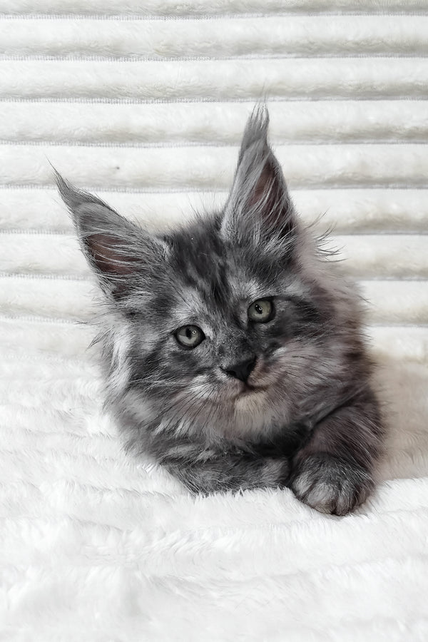 Uno | Maine Coon Kitten