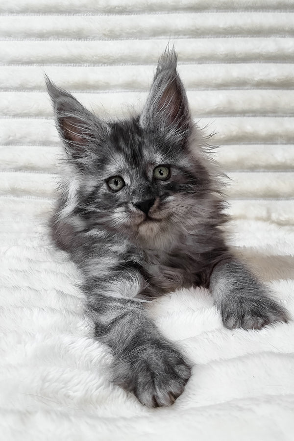 Uno | Maine Coon Kitten