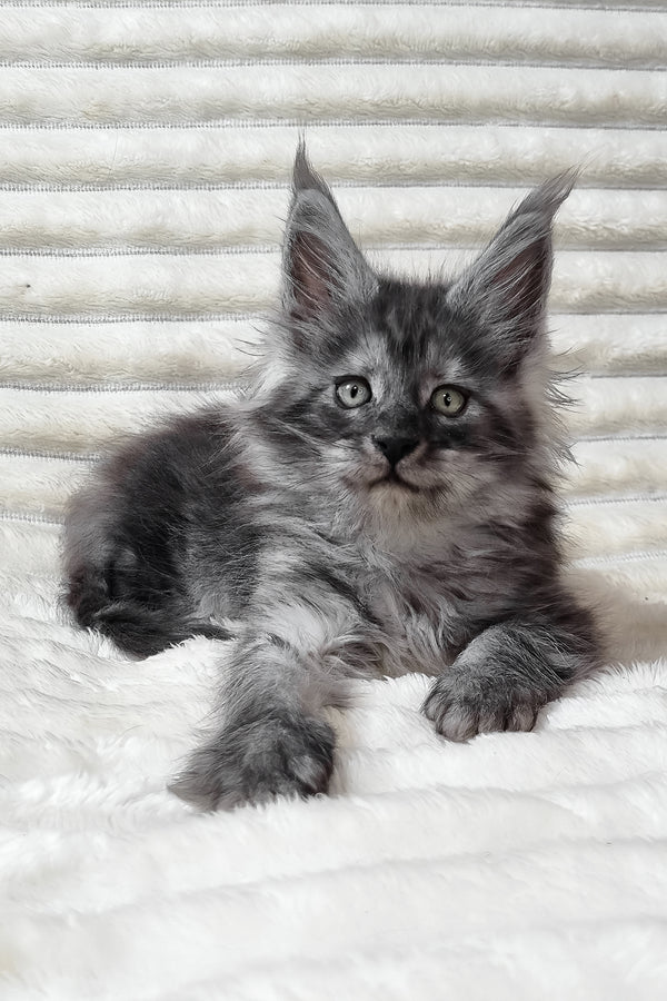 Uno | Maine Coon Kitten
