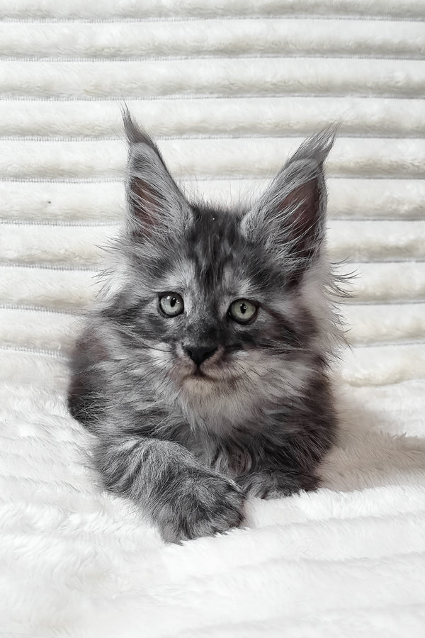 Uno | Maine Coon Kitten