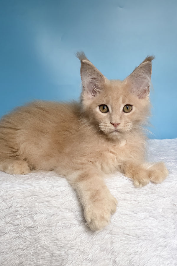 Ural | Polydactyl Maine Coon Kitten