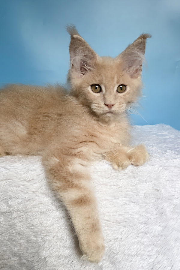 Ural | Polydactyl Maine Coon Kitten