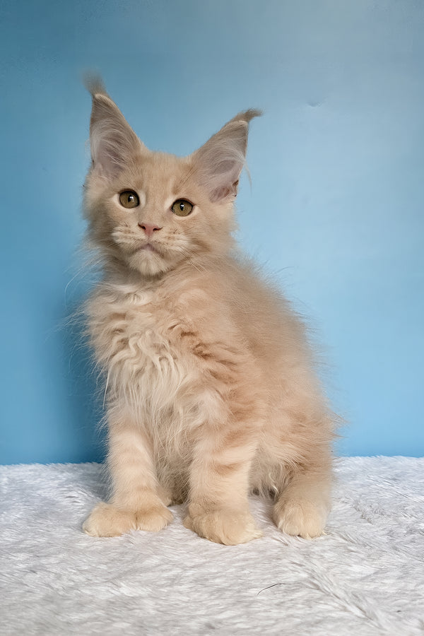 Ural | Polydactyl Maine Coon Kitten