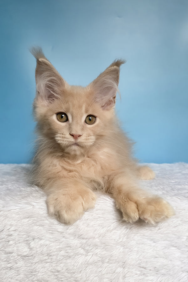 Ural | Polydactyl Maine Coon Kitten