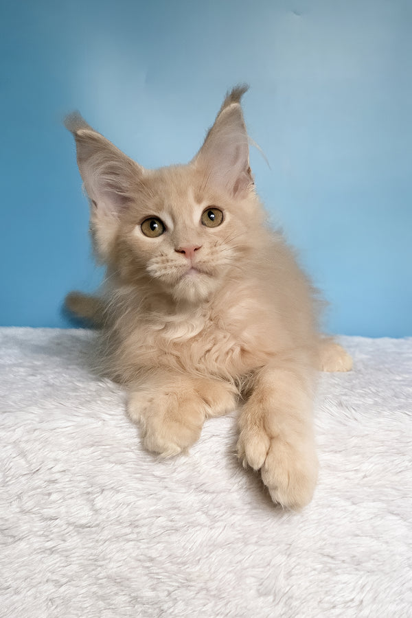 Ural | Polydactyl Maine Coon Kitten