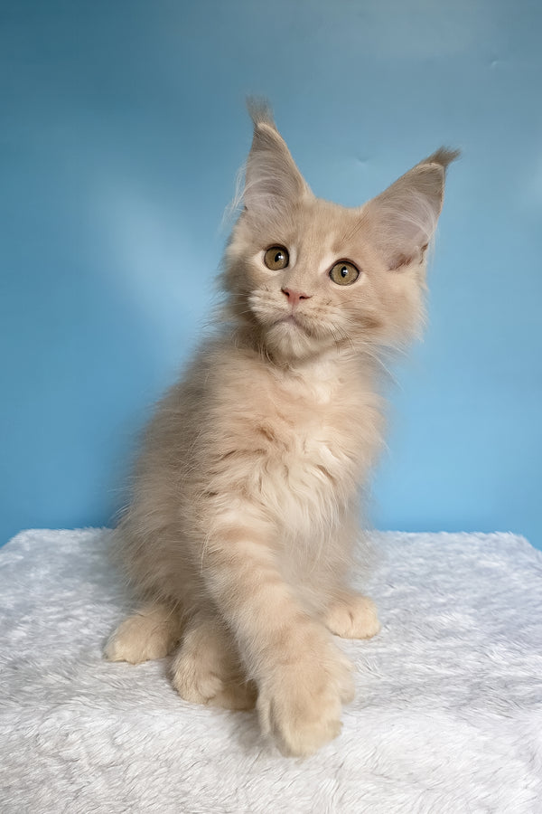 Ural | Polydactyl Maine Coon Kitten