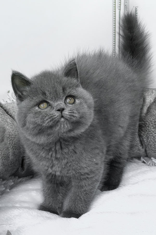 Wanja | British Shorthair Kitten