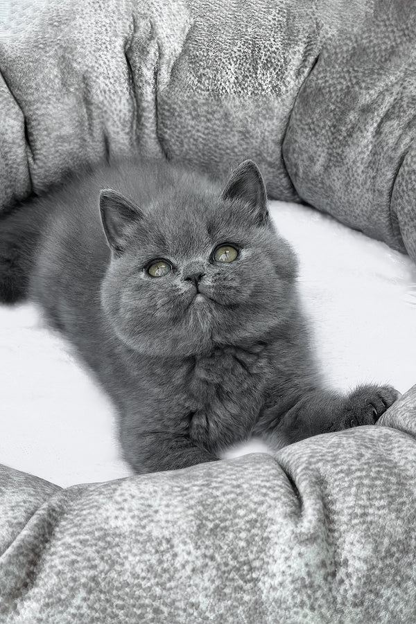 Wanja | British Shorthair Kitten