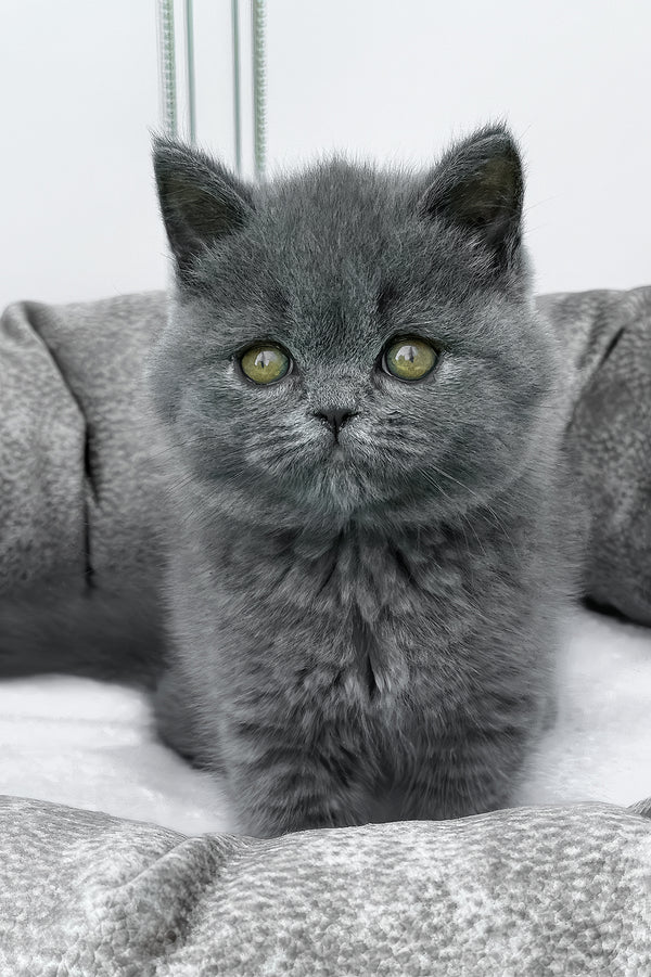 Wanja | British Shorthair Kitten