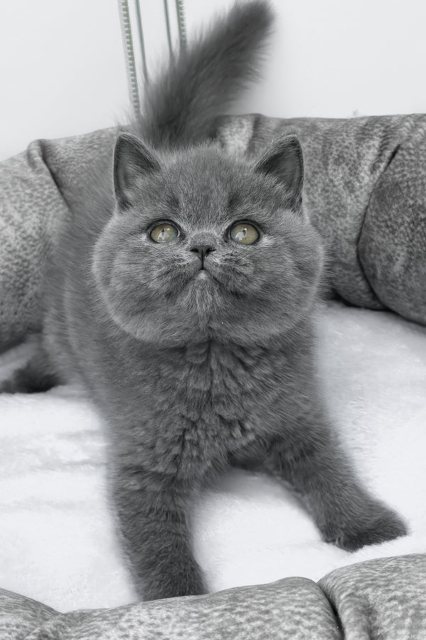 Wanja | British Shorthair Kitten