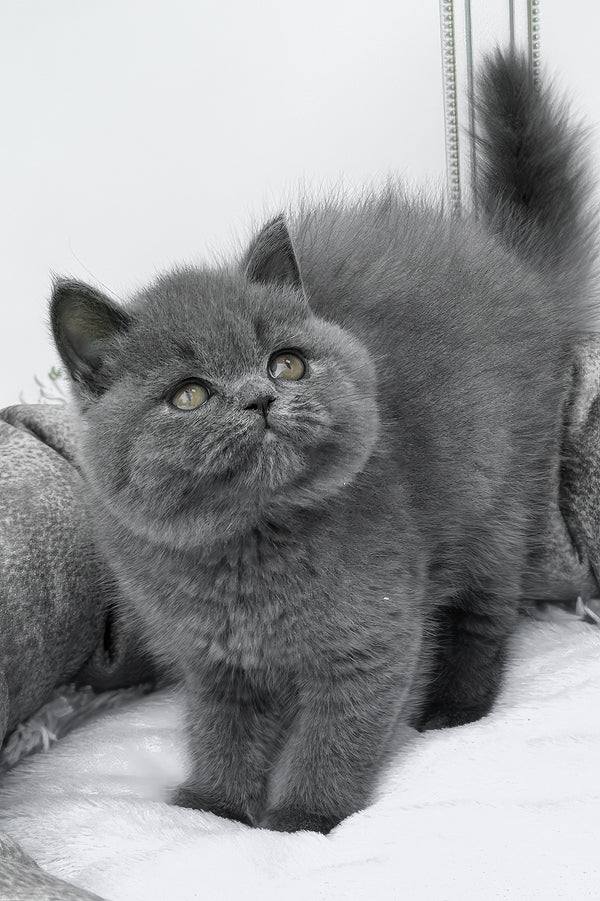 Wanja | British Shorthair Kitten