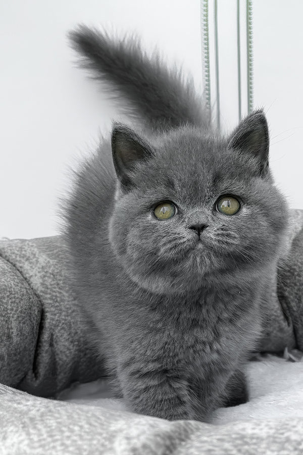 Wanja | British Shorthair Kitten