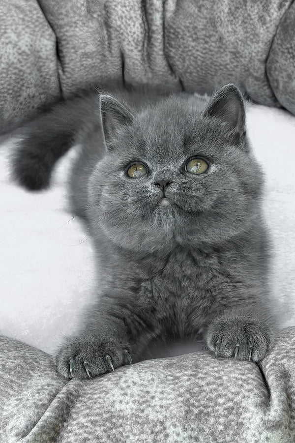 Wanja | British Shorthair Kitten