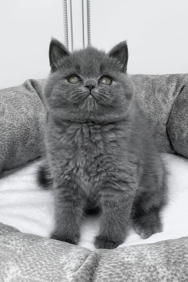 Wanja | British Shorthair Kitten