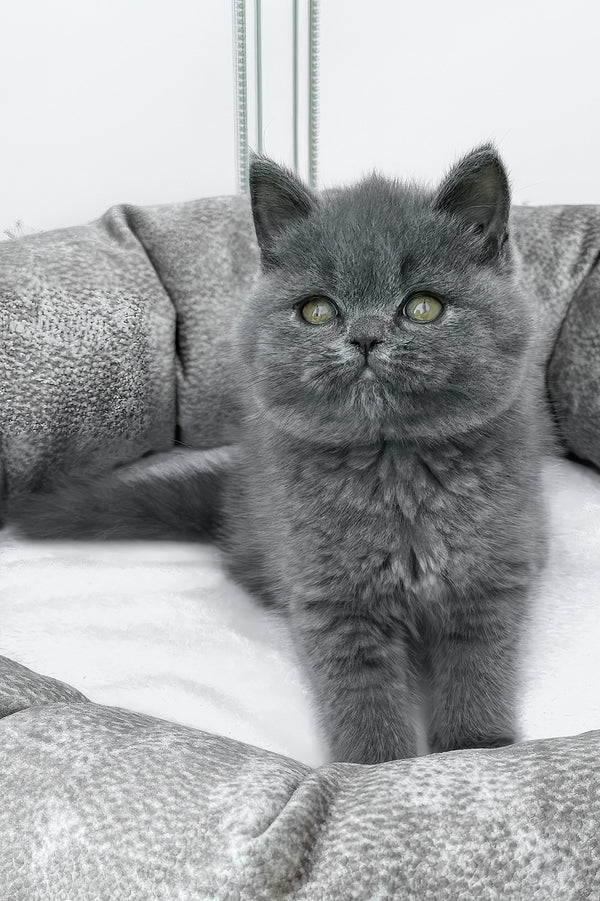 Wanja | British Shorthair Kitten