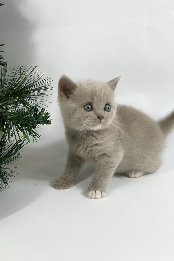 Willi | British Shorthair Kitten