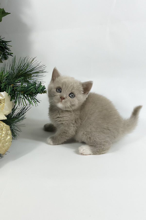 Willi | British Shorthair Kitten