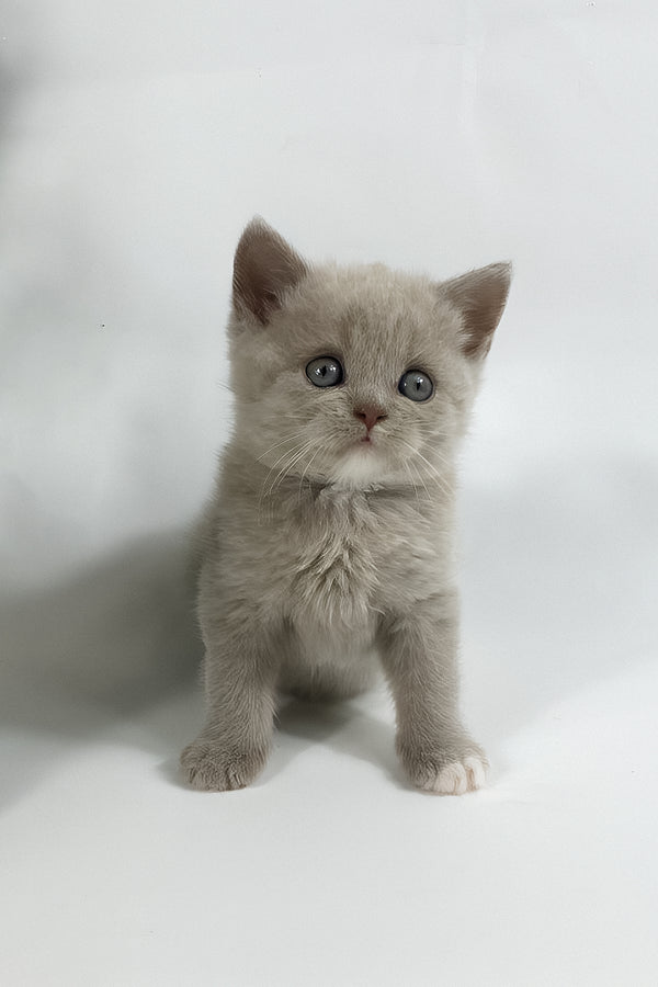 Willi | British Shorthair Kitten