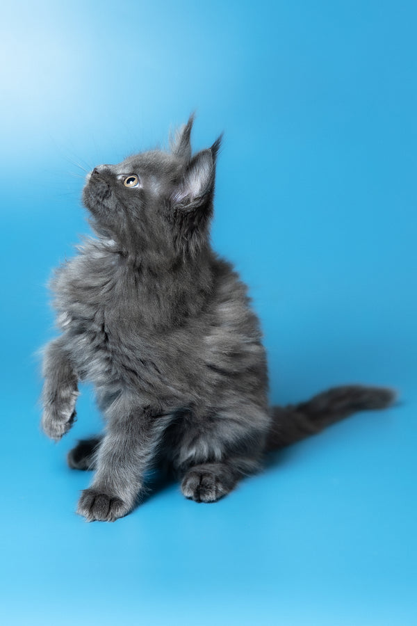 Winston | Maine Coon Kitten