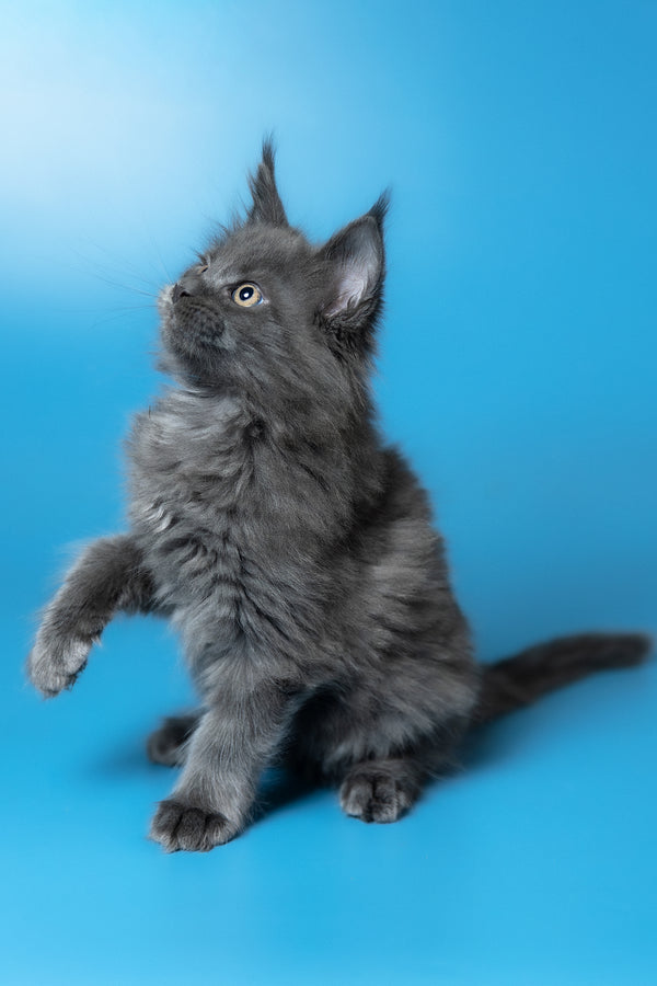 Winston | Maine Coon Kitten