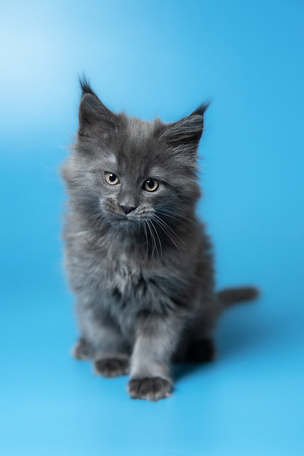 Winston | Maine Coon Kitten