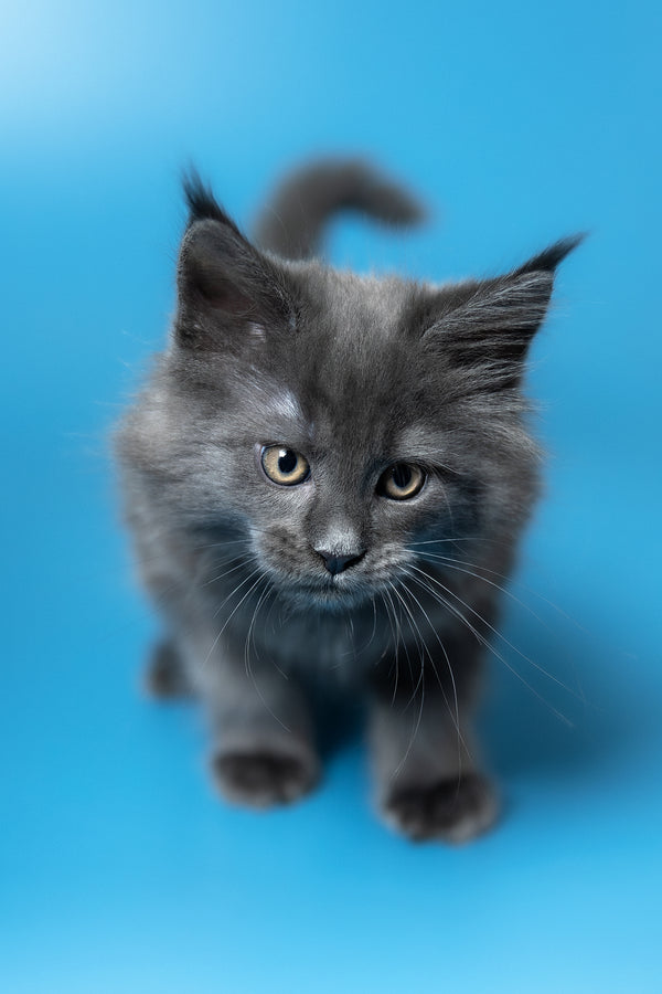 Winston | Maine Coon Kitten
