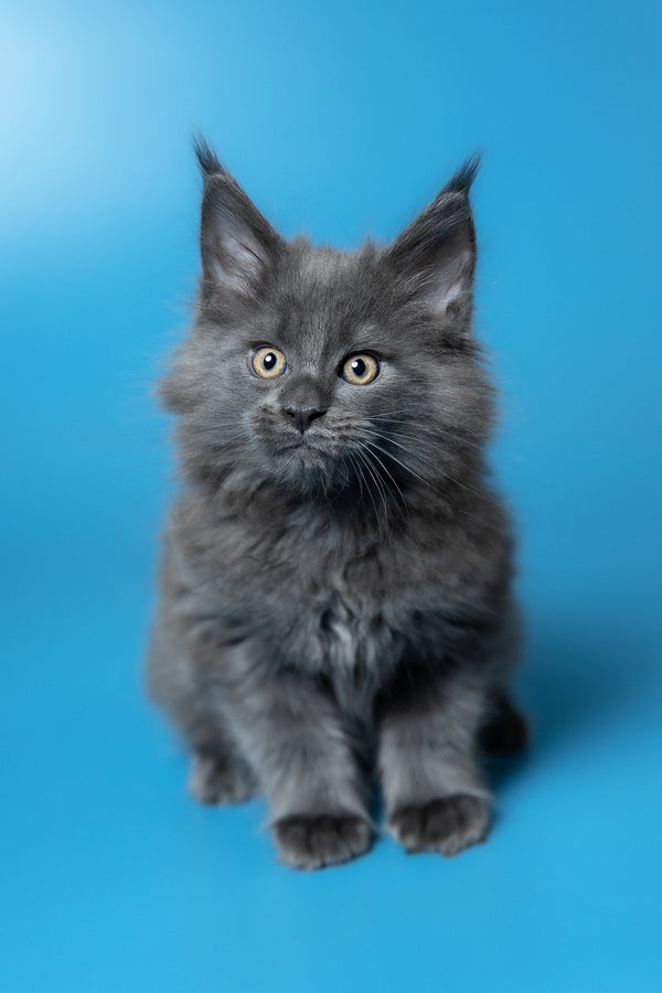 Winston | Maine Coon Kitten