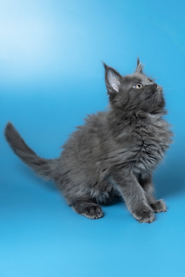 Winston | Maine Coon Kitten