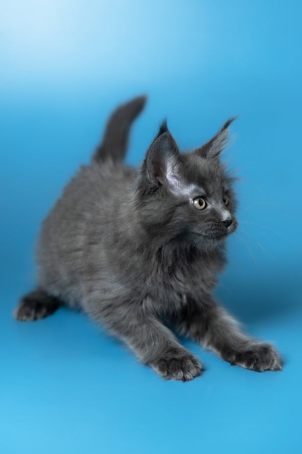 Winston | Maine Coon Kitten