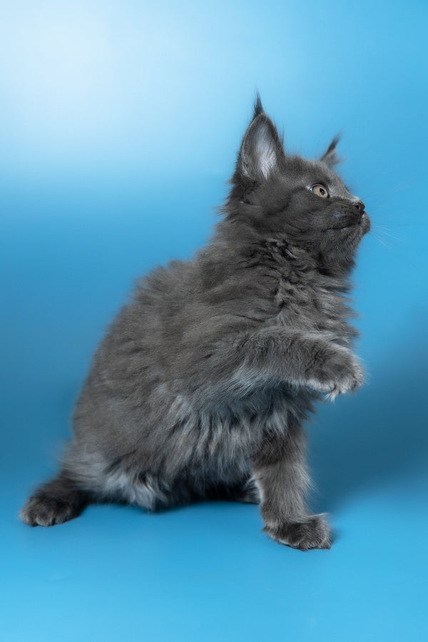 Winston | Maine Coon Kitten