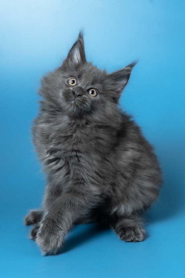 Winston | Maine Coon Kitten